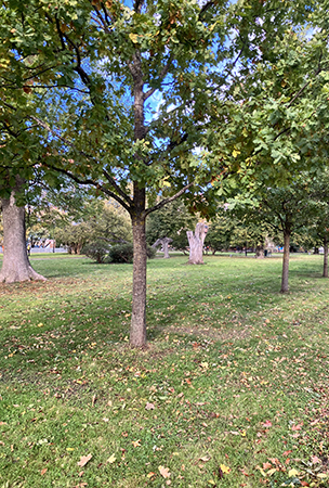 Genom Börjeparken hem