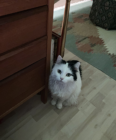 Citrus på golvet vid skrivbordet