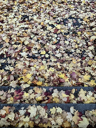 Löv på trappsteg Löv på trappsteg