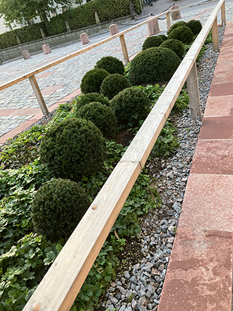 Runda buskar utanför Domkyrkan