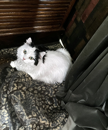 Citrus på leopardfilten