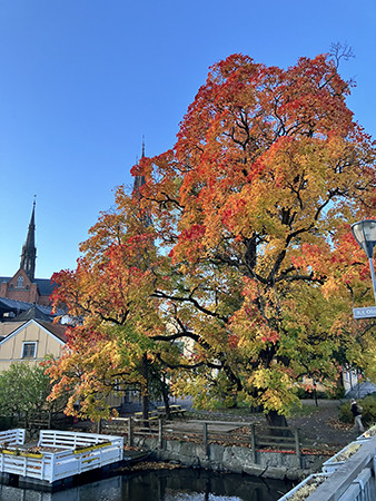 Höstträd på Walmstedtska gården