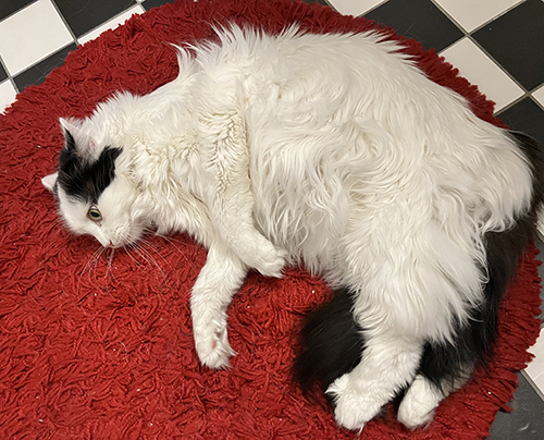 Citrus på röda mattan på gästtoaletten