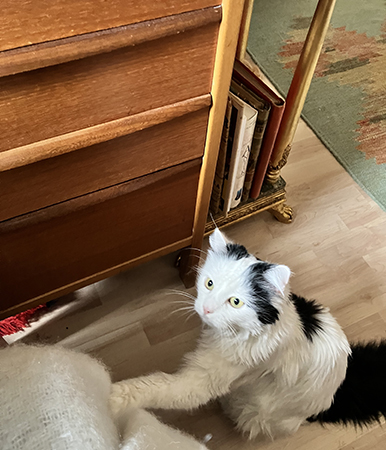 Citrus vid skrivbordet med tassen på skrivbordsstolen