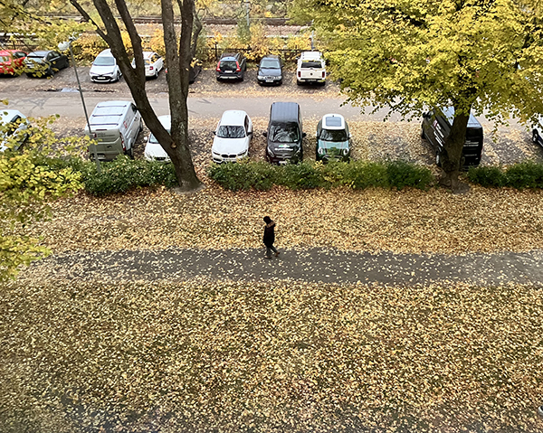 Höst i allén gula löv svartklädd människa