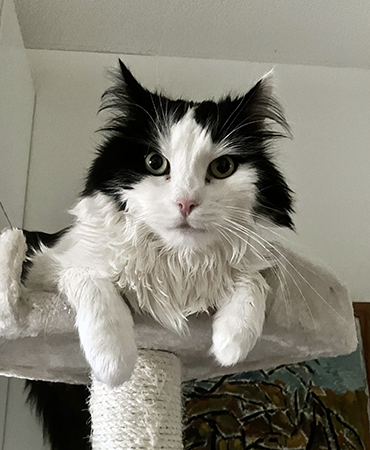 Lucifer på klätterpelaren