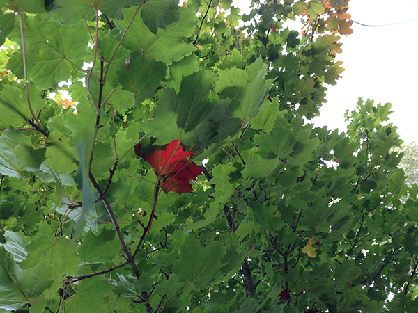 Rött lönnlöv bland gröna