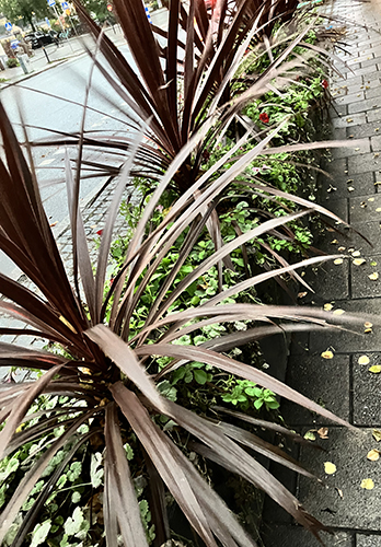 Växter i lådor St Olofsgatan