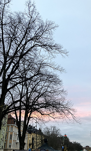 Lite rosa novemberhimmel 2023