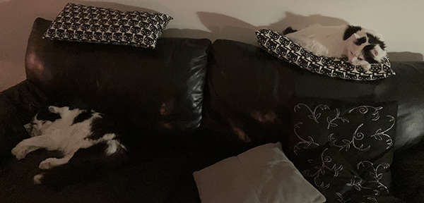 Soffhäng Lucifer och Citrus