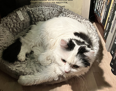 Citrus i korgen i Bokrummet