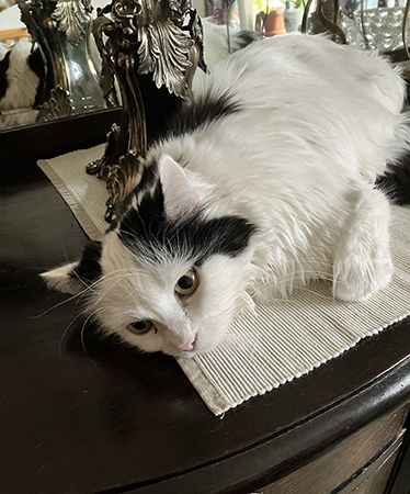 Citrus på ekbyffén öppna ögon