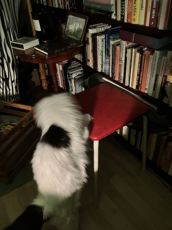 Citrus hittar kattgodis på pallen i Bokrummet