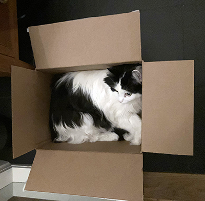 Lucifer i en låda i hallen