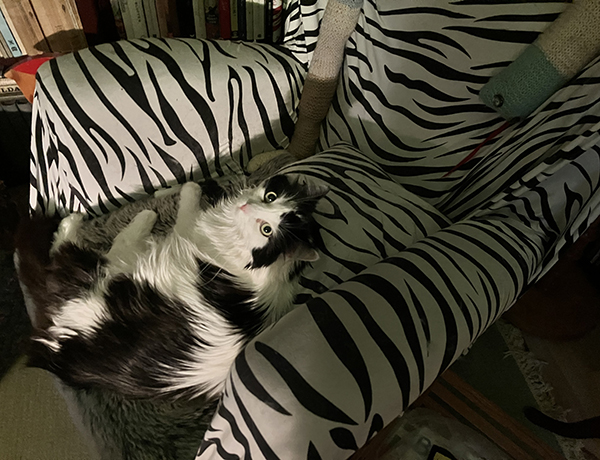 Lucifer i Zebrafåtöljen med ormen