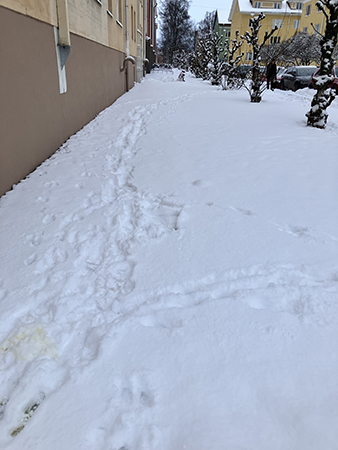 Snö på trottoaren