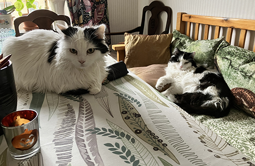 Citrus på matbordet Lucifer i kökssoffan