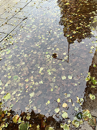 Vattenpöl med löv o gatlyktsspegling