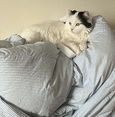 Citrus på Annas duntäcke