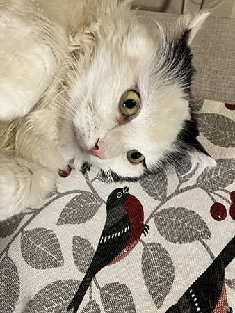 Citrus på köksbordet vid en domherre på duken