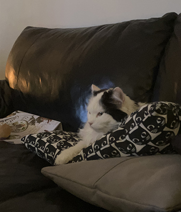 Citrus i soffan glor på TV