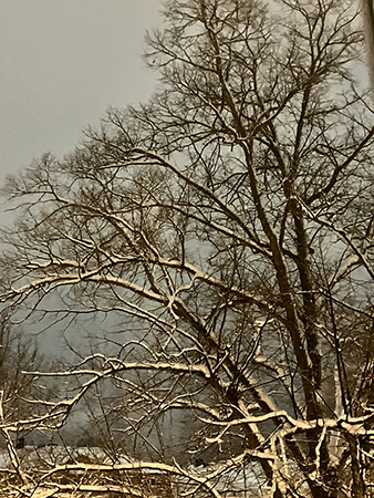 Vinterträd juldagen 2023