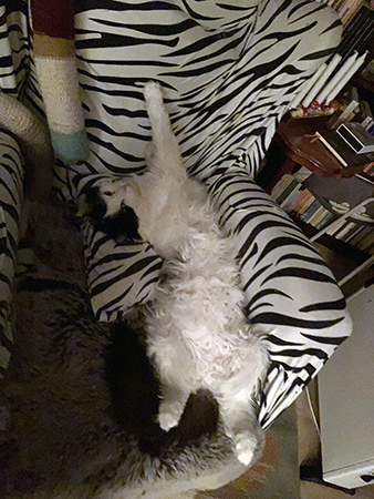 Lucifer utsträckt i Zebrafåtöljen