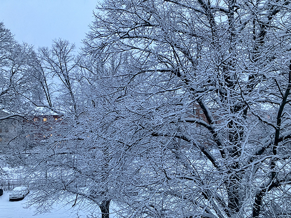 Snöiga träd Österplan
