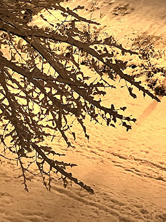 Gren mot snö i allén