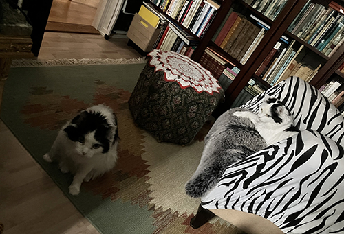 Lucifer och Citrus i Bokrummet