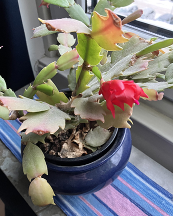 Röd novemberkaktusblomma