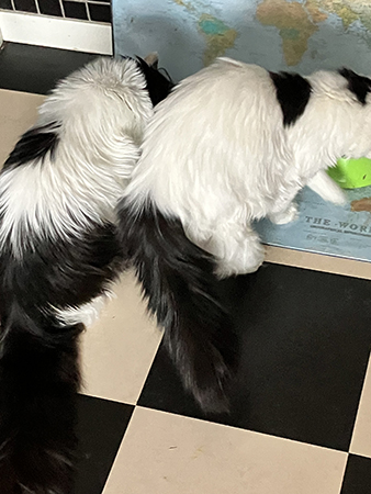 Lucifer och Citrus äter i sina matskålar