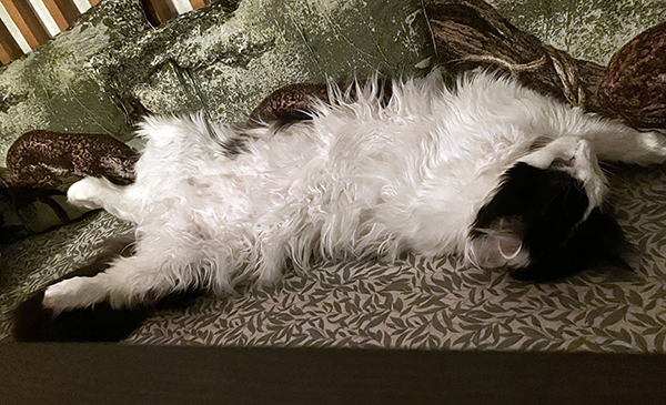 Lucifer på sofflocket