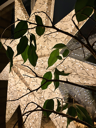 Adventsstjärna med blad från krukväxt