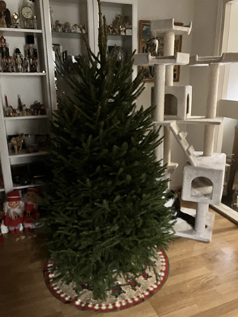 Julgranen 2023 på fot