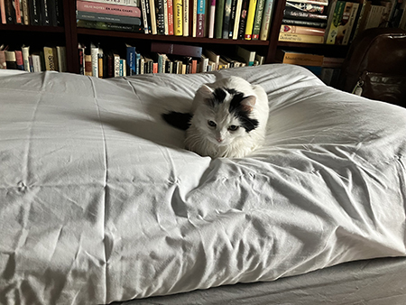 Citrus på sängen i Bokrummet