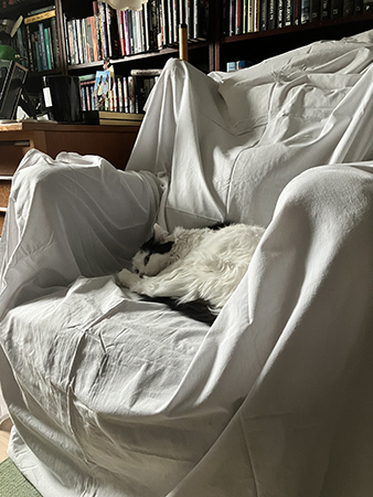 Citrus i Farfarsfåtöljen