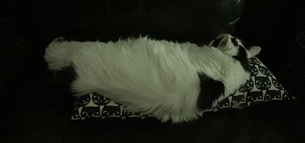 Citrus på kattkudden