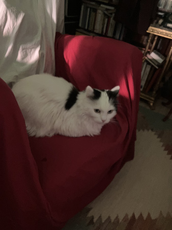 Citrus på lakan i Farfarsfåtöljen