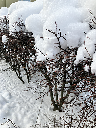 Snö på taggig häck