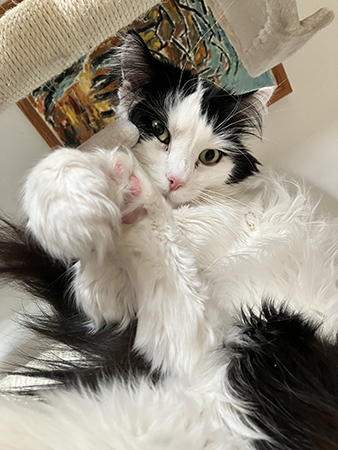 Lucifer på klätterträdet