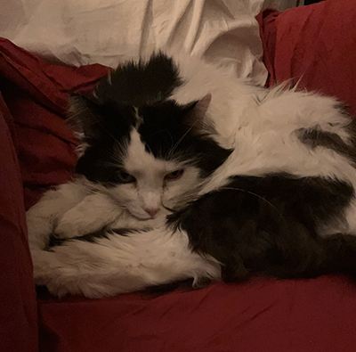 Lucifer på skyddslakan i Farfarsfåtöljen