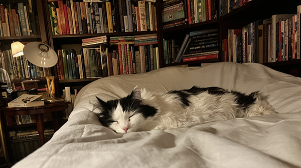 Lucifer sover på min säng