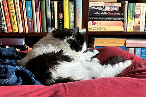 Lucifer tvättar sig på min säng