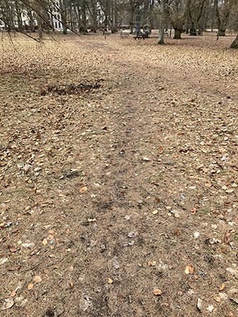 Leriga stigar med löv i Engelska parken