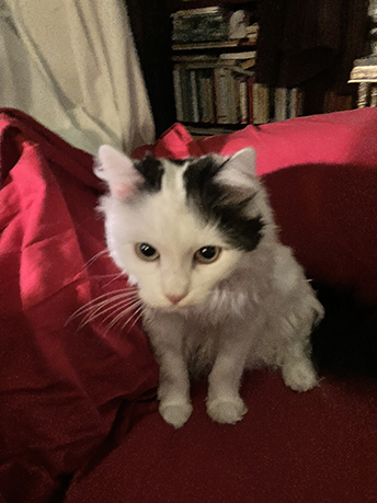 Citrus i Farfarsfåtöljen