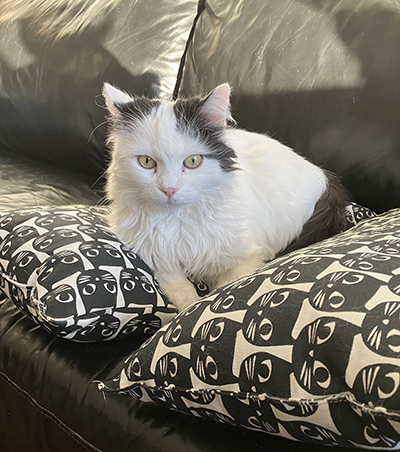 Citrus på kattkuddarna i soffan