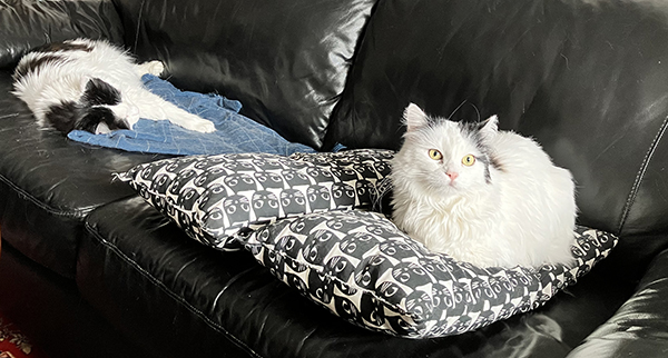 Lucifer och Citrus i soffan