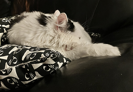 Trött Citrus sover på kattkudde Trött Citrus sover på kattkudde