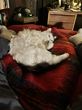 Citrus och jag vilar på min säng